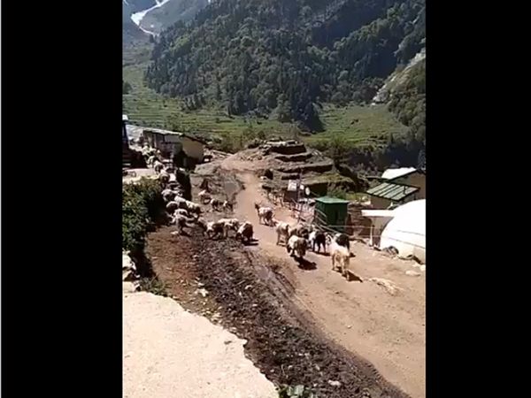 'Where grains cannot be transported even by horses, being transported through goats' Watch video