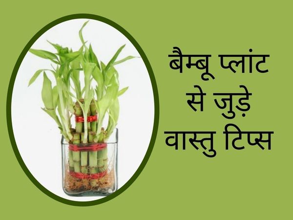 vastu tips For bamboo plant, vastu tips for bamboo plant in hindi, bamboo plant benefits in hindi, bamboo tree Lagane ke fayde,which is the best direction to keep bamboo plant in house