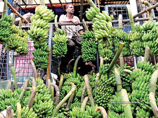 Banana exports increased, A wave of happiness among banana farmers, orders are being received from Oman, Iran, Iraq, Dubai