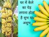 banana tree benefits