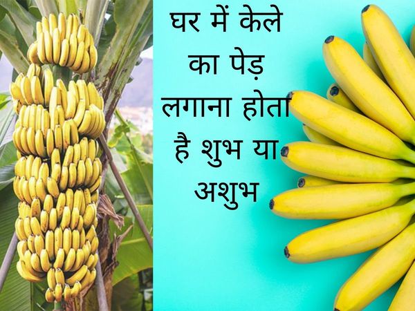 banana tree benefits