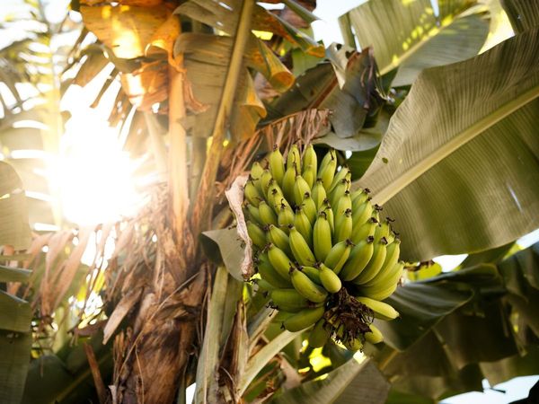 Banana Tree Upaay
