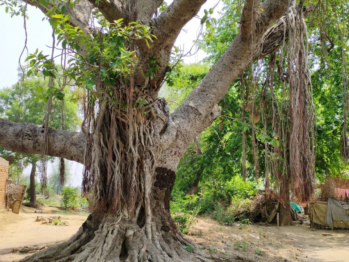 संगम में डुबकी के साथ 'दैव पेड़ों' के दर्शन भी कर सकेंगे श्रद्धालु, प्रयागराज में बनेगा 'सांस्कृतिक वन'