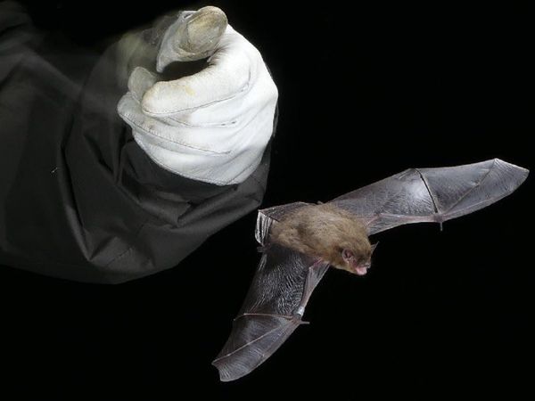 कहानी उस 'ओलंपिक' चमगादड़ की, जिसने लंदन से रूस तक बनाया रिकॉर्ड, पर बिल्‍ली के हमले में नहीं बची जान