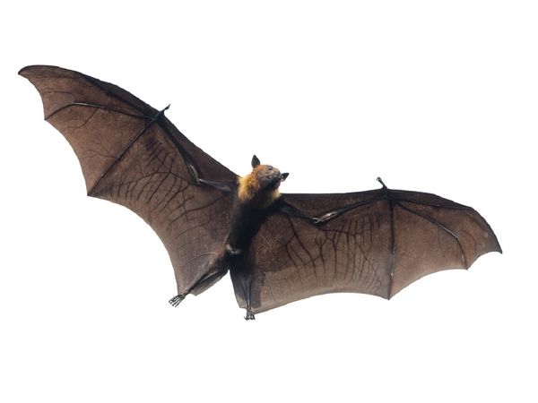 निपाह वायरस चमगादड़ से फैलता है