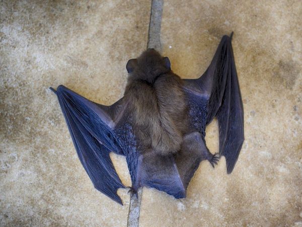 bat causing coronavirus
