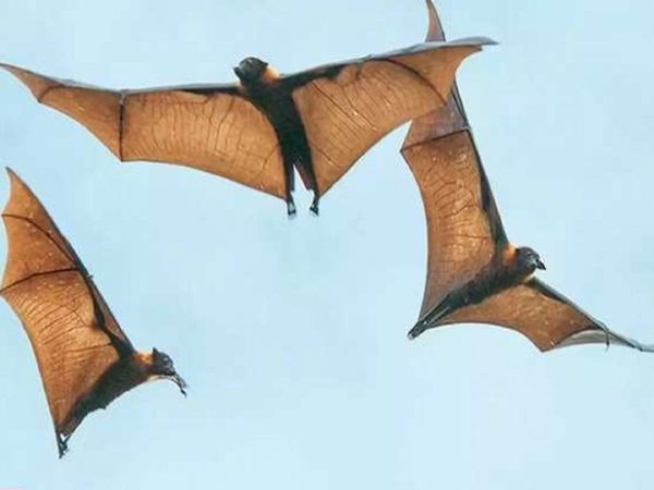 bats