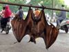 Dead bats create panic in Belghat area of UP's Gorakhpur carcasses sent to test 