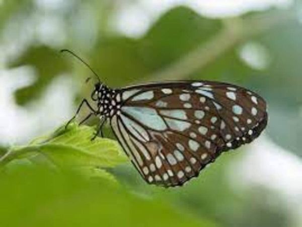 Butterfly Park Open