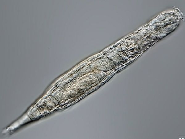 Bdelloid rotifer slept under Siberia ice for 24000 years, now it has woken up