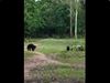 Bears Football match two bears play football match viral video in hindi