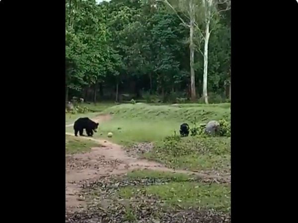 Bears Football match two bears play football match viral video in hindi