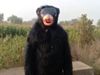 Jugaad Video man wears bear costume to keep monkeys away from crops Watch Viral Video