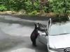 funny viral video bear open car door and run watch funny video goes viral