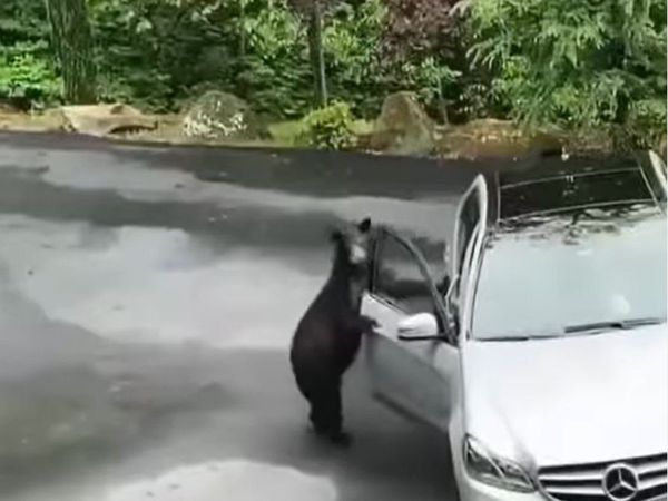 funny viral video bear open car door and run watch funny video goes viral