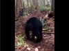 Bear Video Wild Animal Funny Video Goes Viral on social media