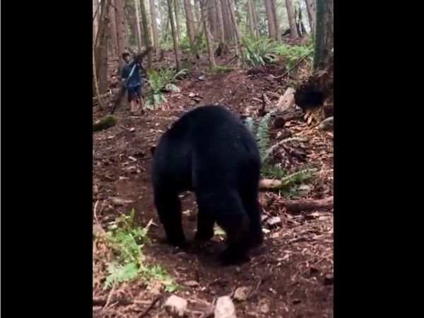 Bear Video Wild Animal Funny Video Goes Viral on social media