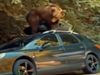 Bear Video Bear climbed on top of the car then what happened watch shocking viral video in hindi
