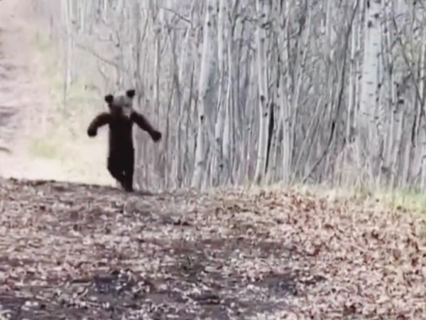 Baby Bear Dance Video Goes Viral On Social media