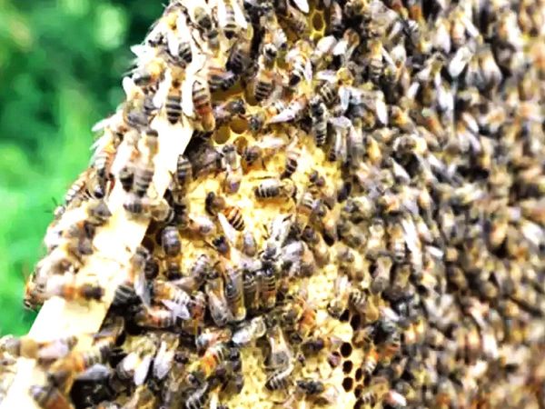 bees attacked the car in New Mexico Firefighter Jesse Johnson's situation happened   