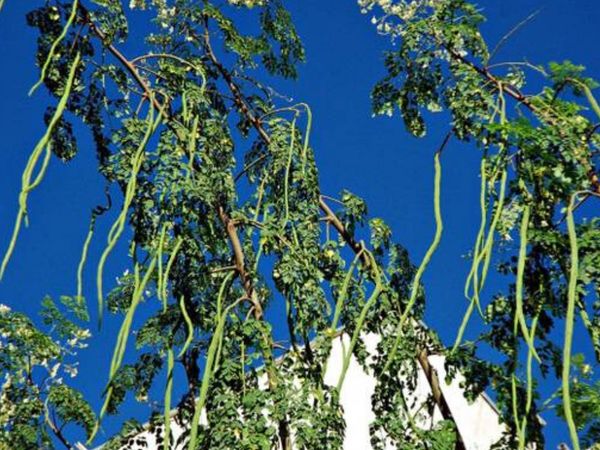 सहजन कई बीमारियों की दवा है