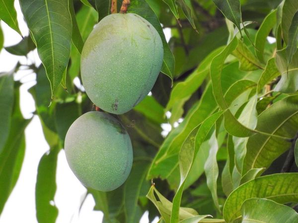 benefits of mango leaves