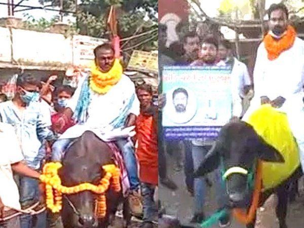 campaigned on buffalo in bihar