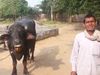 bhind farmer