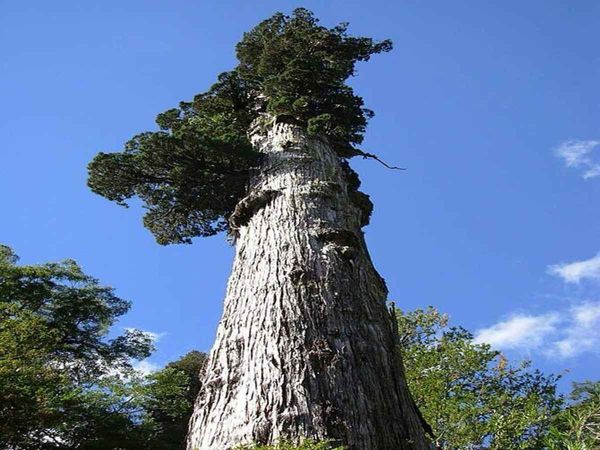  world oldest tree found in Chile is about 5500 years old