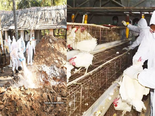 Bird Flu symptoms how precautions we take