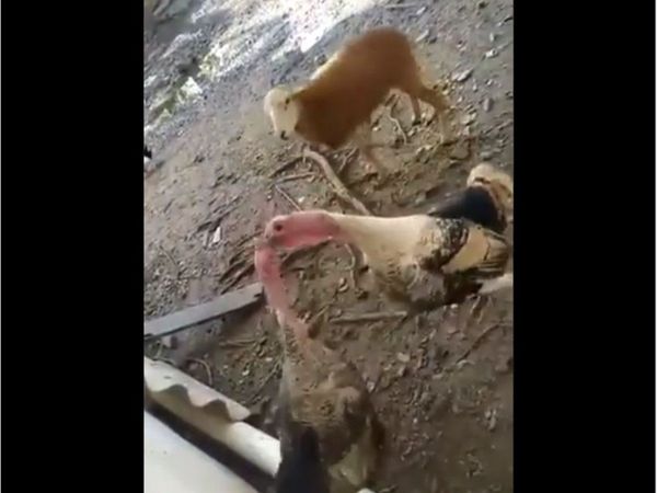 Birds fight video Two Turkeys birds fight funny video viral in hindi