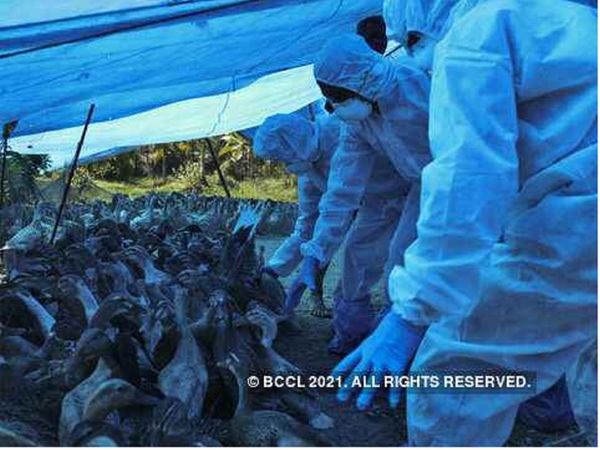 बर्ड फ्लू से इंसानों को कितना खतरा, कैसे होगा बचाव? जानें क्‍या कहती है डब्‍ल्‍यूएचओ की गाइडलाइंस