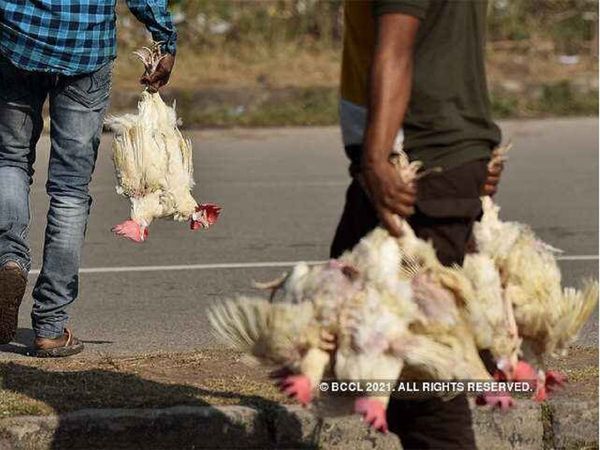 बर्ड फ्लू : दिल्‍ली में चिकन के शौकीनों को अब नहीं मारना होगा मन, खुलेंगे पॉल्‍ट्री मार्केट