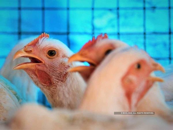 Bird flu, threat of bird flu in Maharashtra, Thane Bird flu symptoms