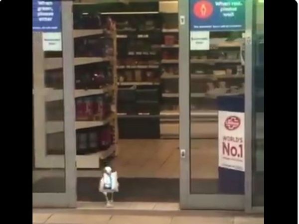 bird robs chips packet in supermarket watch funny video share on social media