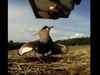 Bird protects her eggs while vehicle was moving video goes viral on social media