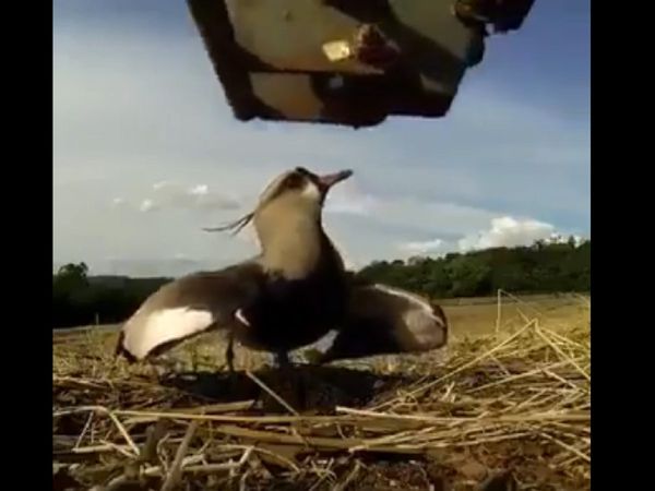 Bird protects her eggs while vehicle was moving video goes viral on social media