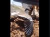 Bird Protecting eggs from bulldozer Heart Winning video goes viral