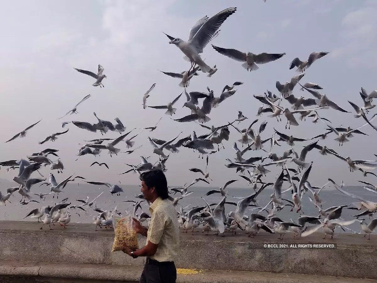 Birds Flying: अजब एमपी की गजब कहानी, परिंदों की उड़ान पर रोक के आदेश