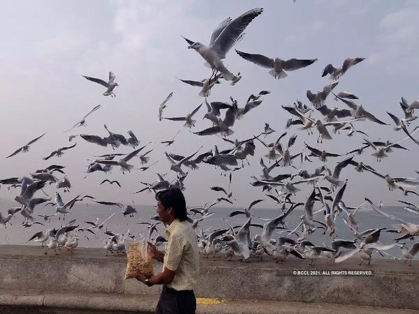 Birds Flying: अजब एमपी की गजब कहानी, परिंदों की उड़ान पर रोक के आदेश