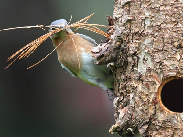 क्‍या आपने पक्षियों को इंसानों द्वारा इस्‍तेमाल सामान से घोंसला सजाते देखा है? पक्षी कैसे बनाते हैं अपना घोंसला?