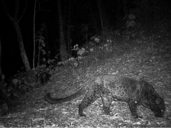 Viral Photo Black Panther Spotted in Buxa Tiger Reserve Photo Goes Viral