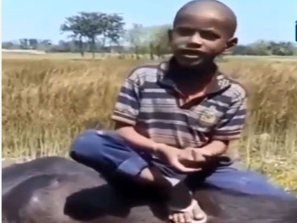 boy Buffalo video little boy sing a song funny viral video in hindi