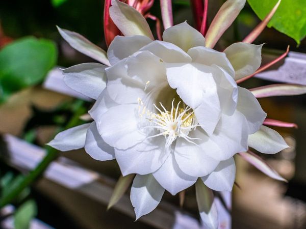 Vastu Tips for Brahma Kamal at Home