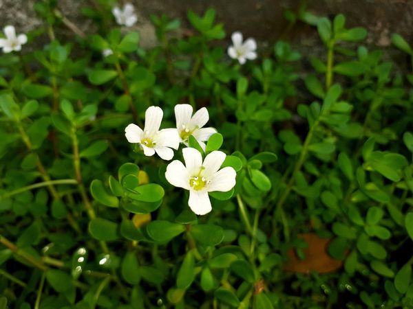 brahmi benefits ayurveda, brahmi benefits for immune booster, immune booster for brahmi, brahmi, brahmi oil, how to make brahmi oil at home,ब्राह्मी के फायदे, आयुर्वेद में ब्राह्मी के फायदे