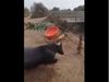 Buffalo Viral Video Buffalo Doing Stunts With Plastic tub Viral video in hindi