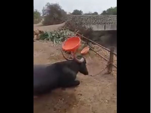 Buffalo Viral Video Buffalo Doing Stunts With Plastic tub Viral video in hindi