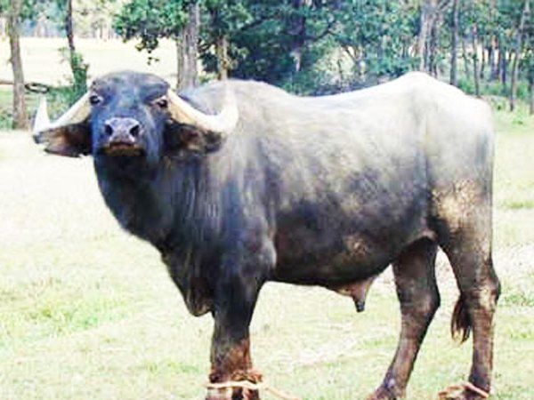 Buffalo dung on new road, owner fined 10 thousand in Gwalior