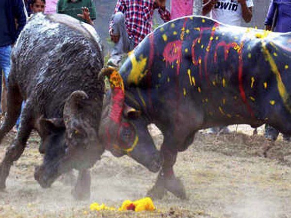 BULL FIGHT 