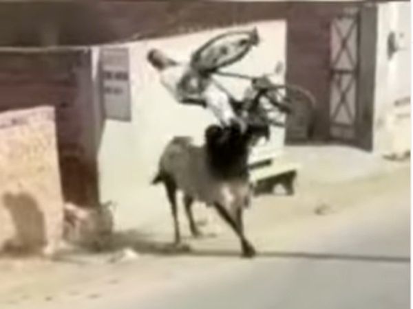 Viral Video Bull Attack on Old Man Then What Happened Watch Shocking Video